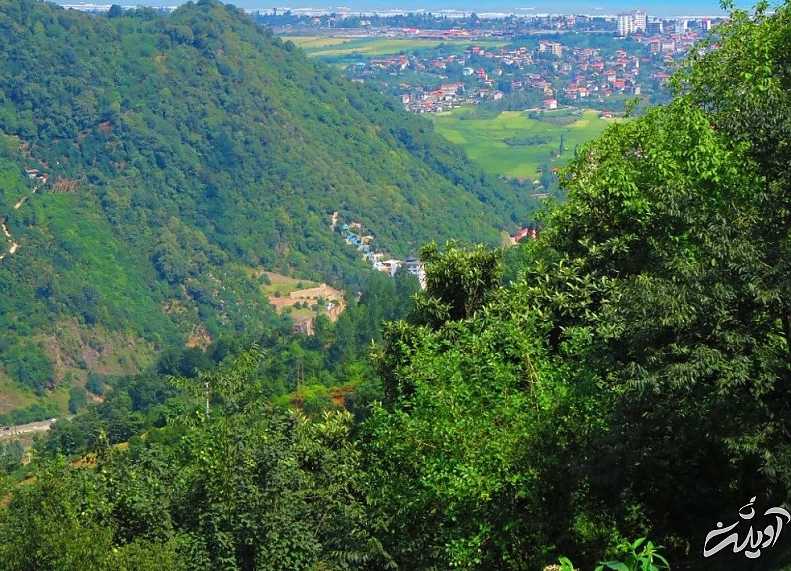 (تصاویر) آرامش جنگل‌های زیبای سرولات و جنگسرا